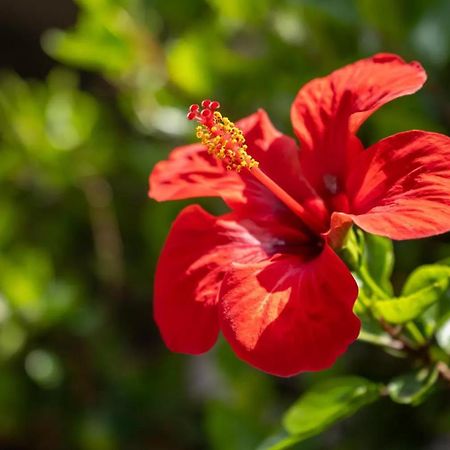 Апарт готель Jera Holiday Collection-Vulcano Вулькано Екстер'єр фото